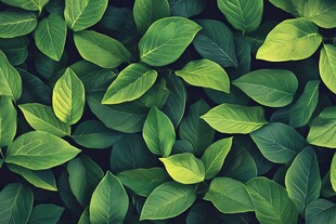 翠绿叶片的自然纹理画面