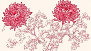 两朵粉菊花卉线描图案