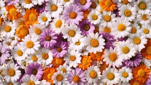 缤纷多彩小雏菊花卉图