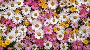 缤纷雏菊绽放美丽图景