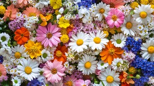 缤纷多彩花卉大集合