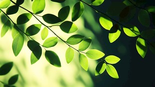 嫩绿叶片在光影中摇曳