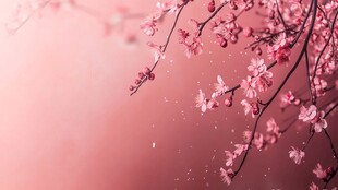 浪漫粉色樱花枝头绽放