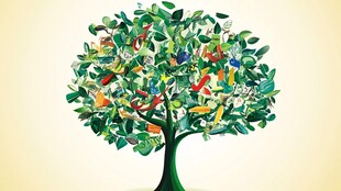 多彩鸟儿栖息的繁茂之树