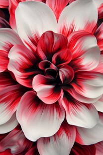 红白相间大丽花特写