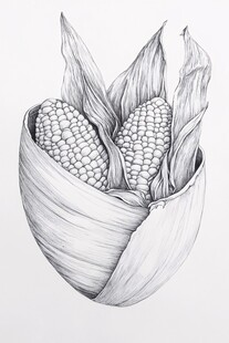 素描玉米 质朴的田园意象