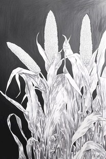 黑白绘玉米植株特写