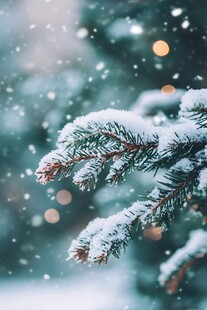 雪覆松枝 冬日浪漫景致