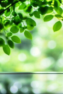 翠绿树叶映衬朦胧背景