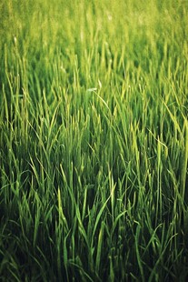 翠绿草地生机盎然