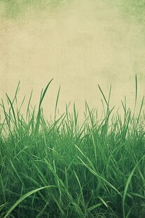 嫩绿青草背景图