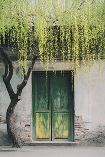 古门旁垂柳低垂的静谧画面