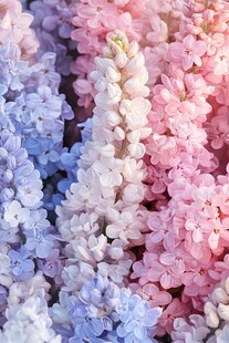 梦幻色彩的风信子花簇