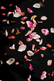 飘落的缤纷花瓣