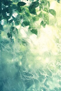 阳光透过绿叶的梦幻景象