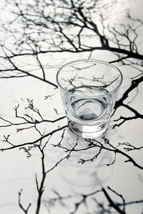 杯中清水与枯树枝影
