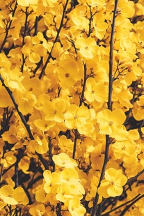 金黄迎春花绽放的美丽