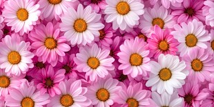 缤纷雏菊绽放浪漫花海