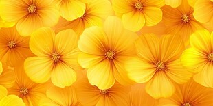 灿烂黄花朵朵绽放