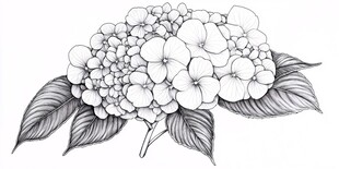 手绘绣球花插画