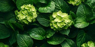 翠绿绣球花与繁茂叶片