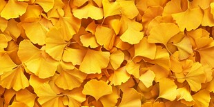 金黄银杏叶 秋日浪漫图景