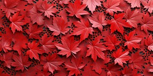 红枫叶背景纹理图