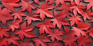 红色枫叶铺就的美丽画面