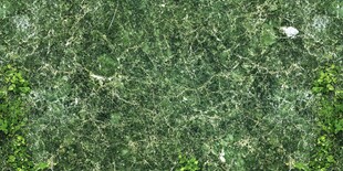 绿色草地纹理与零星绿植