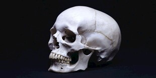 人类头骨标本特写