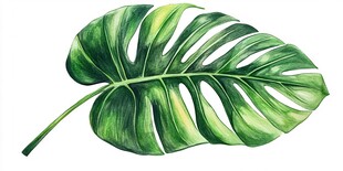 水彩风龟背竹叶插画