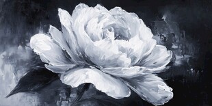 黑白牡丹油画特写