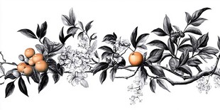 水墨风柑橘花枝插画