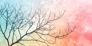 梦幻渐变背景下的枯树枝