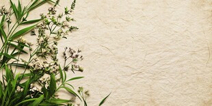 复古纸张旁的清新花草