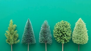 五款迷你装饰树整齐排列