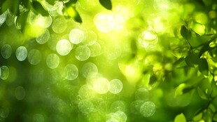 阳光透过绿叶的梦幻光斑