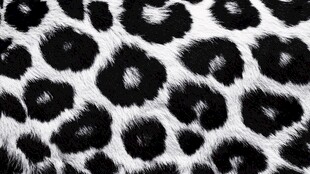 豹纹图案纹理特写