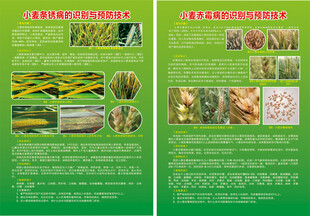 小麦彩页 条锈病 赤霉病