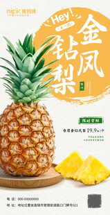金钻凤梨