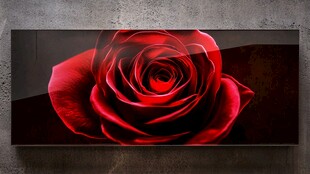 红玫瑰特写艺术装饰画