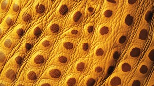 复古质感的仿鸵鸟皮纹理