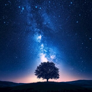 星空下的孤独树影