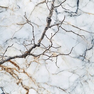 大理石上的枯树枝纹理