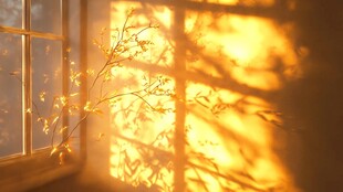 窗畔光影中的金黄枝叶