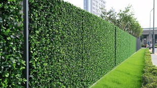 绿色植物墙 清新户外景观