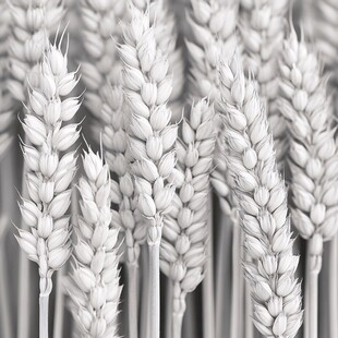 麦穗特写 黑白质感画面