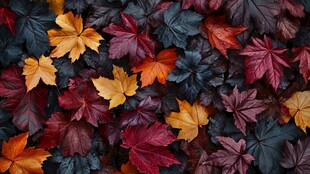 多彩秋叶铺就美丽景致