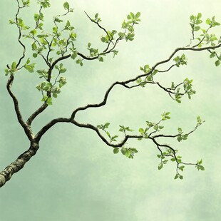 新绿树枝伸展于天际