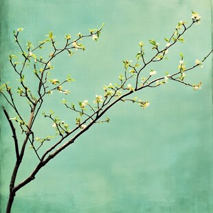 绿背景下绽放的花枝